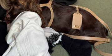 Barney, il cocker che fa innamorare il web con sguardo e simpatia