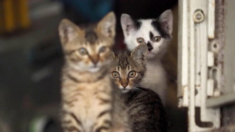 Gemmato, di nuovo disponibile in farmacie principio attivo contro peritonite dei gatti