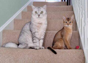 Cancro, la scoperta sui tumori dei gatti: lo studio e le nuove speranze