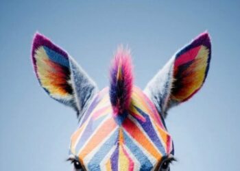 Festival cinema africano, d’Asia e America Latina: 47 film, la metà prime