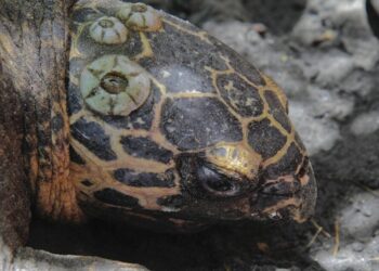 Nicaragua libera 845 tartarughe oliva nel Pacifico