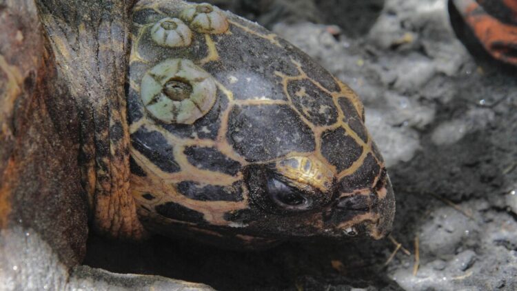 Nicaragua libera 845 tartarughe oliva nel Pacifico