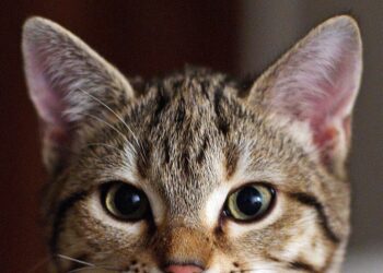 Dall’Agenzia europea del farmaco ok a primo vaccino veterinario a Rna