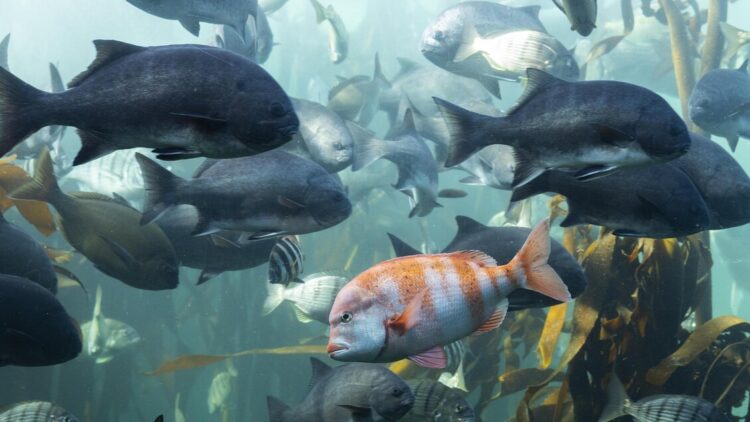 Bassetti: ‘Per la prima volta un virus marino è passato all’uomo. Una persona ha perso la vista’