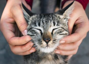 Primo vaccino Rna per i gatti, efficace contro 5 infezioni