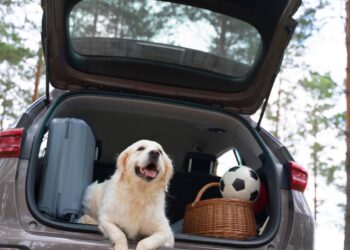 Meglio in montagna che al mare, i consigli per una vacanza a misura di cane