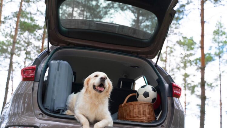Meglio in montagna che al mare, i consigli per una vacanza a misura di cane