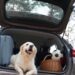 Meglio in montagna che al mare, i consigli per una vacanza a misura di cane