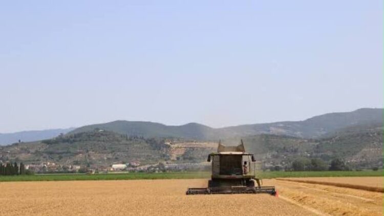 Coldiretti ‘navi di grano a basso costo, in Toscana 20% terreni incolti’