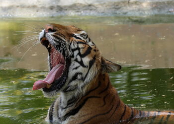 Messico, uccisa la tigre Kenzo che era fuggita da un centro privato