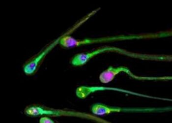 Esperto, ‘il forte caldo può compromettere la qualità degli spermatozoi’