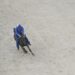 Palio Siena, vince la contrada del Nicchio