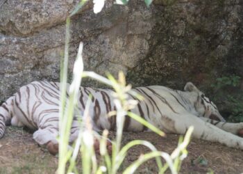 Messico, blitz contro il traffico di carburante, sequestrati 135 animali