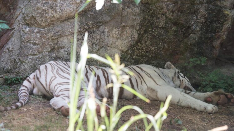 Messico, blitz contro il traffico di carburante, sequestrati 135 animali