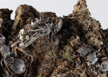 Scoperti in Messico sei ‘funghi zombi’ che infettano formiche e ragni