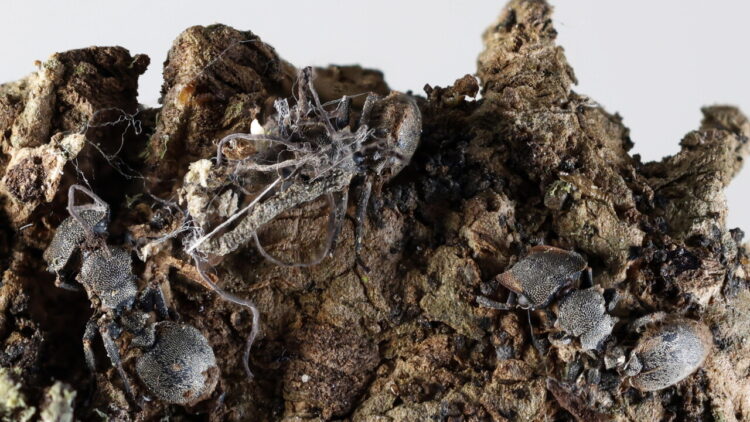 Scoperti in Messico sei ‘funghi zombi’ che infettano formiche e ragni