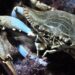 Il caldo soffoca cozze e vongole mentre il granchio blu si moltiplica senza sosta