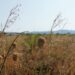 A Gorizia 40 gradi, temperatura mai raggiunta in Fvg