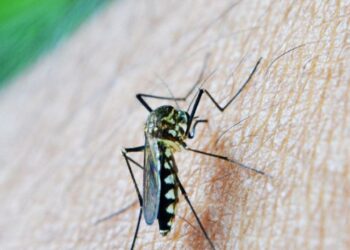 Positiva al virus West Nile cornacchia morta vicino a Firenze