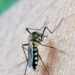 Positiva al virus West Nile cornacchia morta vicino a Firenze