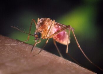 West Nile, anziano di 85 anni muore a Pavia