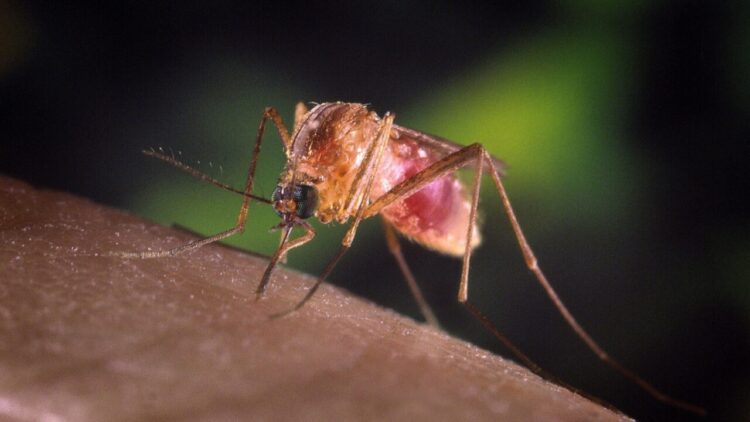 West Nile, anziano di 85 anni muore a Pavia