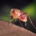 West Nile, anziano di 85 anni muore a Pavia